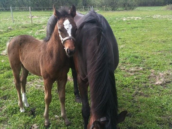 Anden særlig race Endless Beauty - 14. maj. Fotograf: Mig  billede 20