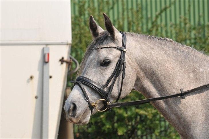 Arabisk fuldblod (OX) BAGIWA's AMIR - foto: Mig (rebecca thrysøe.) billede 12