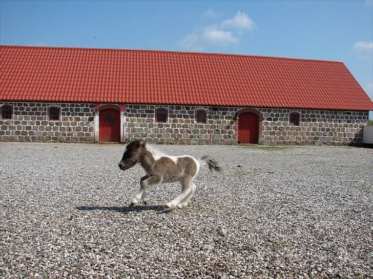 Belgisk Miniature MHS Il Tempo Gigante RIP - 19 maj 2010 - lever stadig op til sit navn: Il Tempo Gigante billede 12