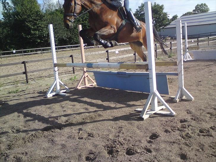 Dansk Varmblod *Hoeck´S Cirkeline* R.I.P :'( - lige uden Christina , men hun ligger fint højt over springet! :D foto: mig billede 12