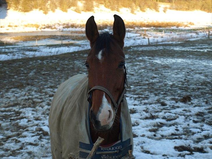 Dansk Varmblod SECOND LADY - vinter ´10 billede 9