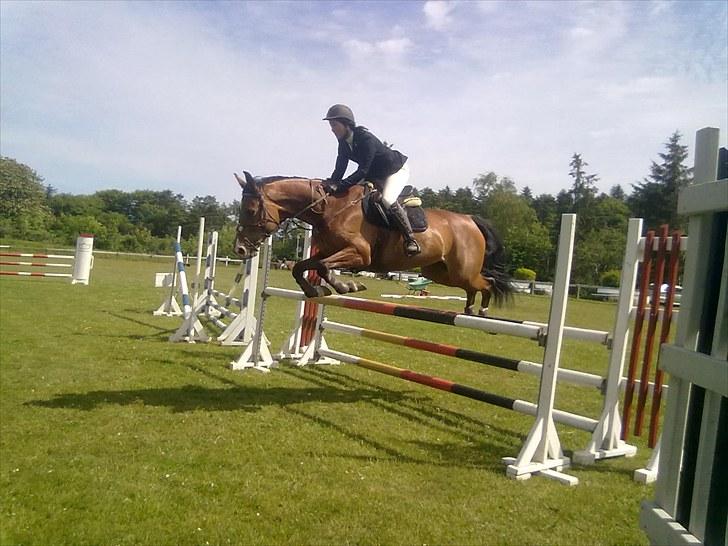 Dansk Varmblod SECOND LADY - Lady i en lb som de vandt :b billede 12