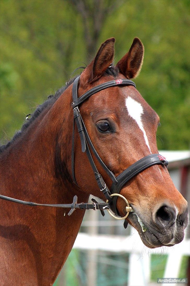 Anden særlig race Indian Pride | Indisk stolthed - Orggg.. Du er så smuk til dressur stævnet.
Maj 2011 (Foto:Simone Them Larsen) billede 12