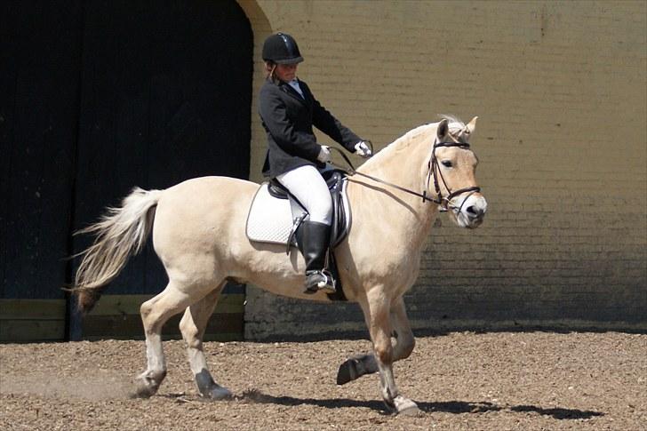 Fjordhest Skarregaardens Bjarke - Trav i Lc til første stævne sammen det skal lige siges at han går til biddet efter at jeg har fået ham og har trænet meget. billede 1