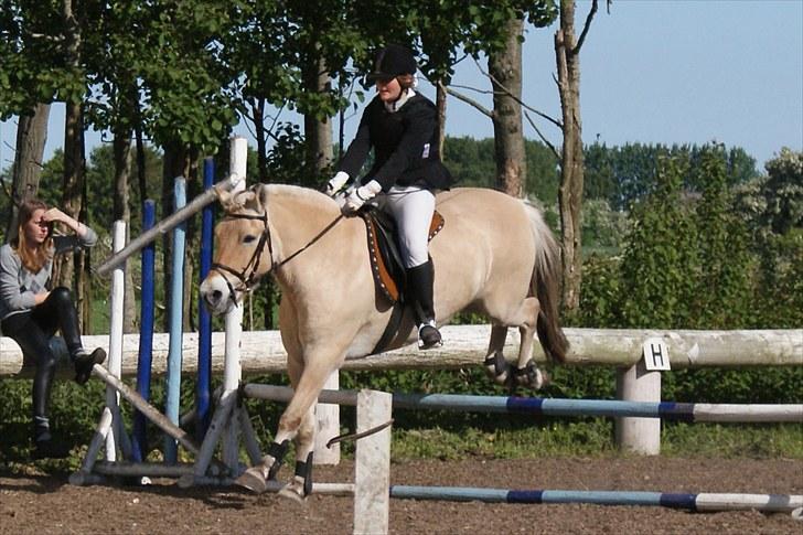 Fjordhest Skarregaardens Bjarke - Første Lx til stævne. billede 2