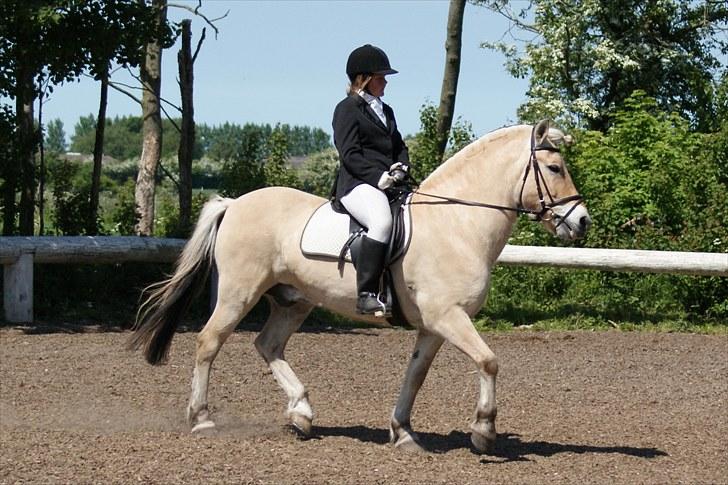 Fjordhest Skarregaardens Bjarke - Mig og Bjarke rider Lc sammen for første gang til stævne. billede 3