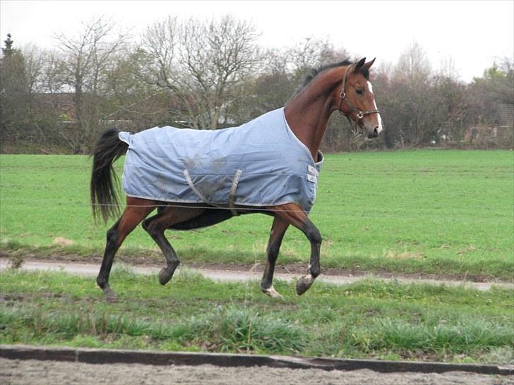 Trakehner Spanggaards Nephew SOLGT - Vilde næb ;-) billede 15