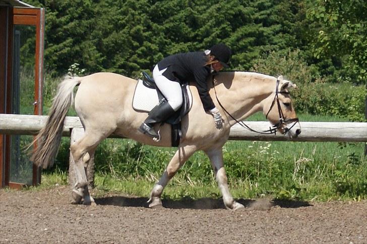 Fjordhest Skarregaardens Bjarke - Jeg klapper Bjarke efter et godt program. billede 4