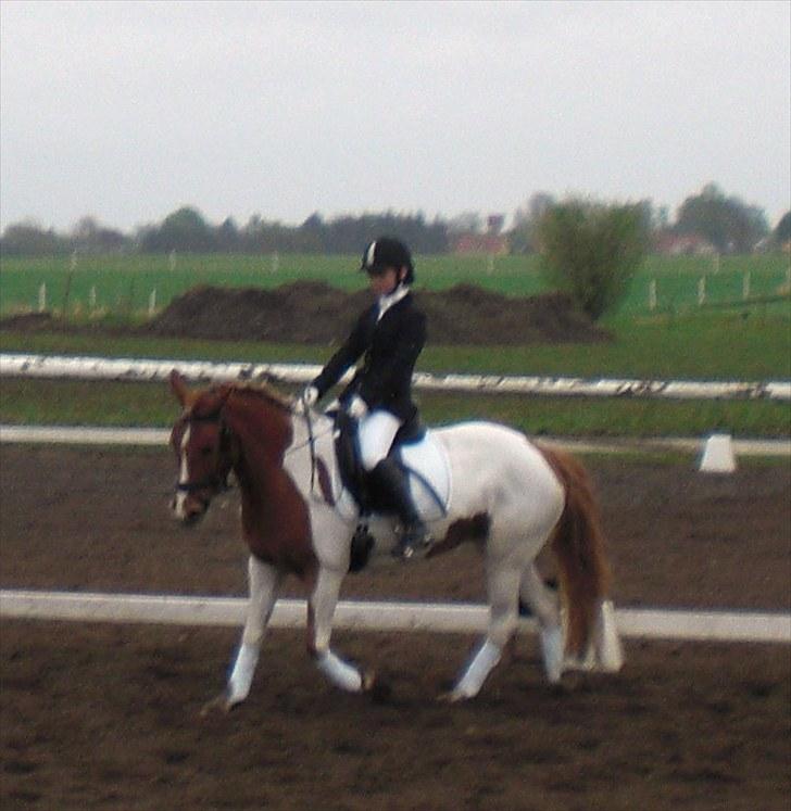 Anden særlig race Painted Beauty SOLGT - - stævne på KSR;* billede 5