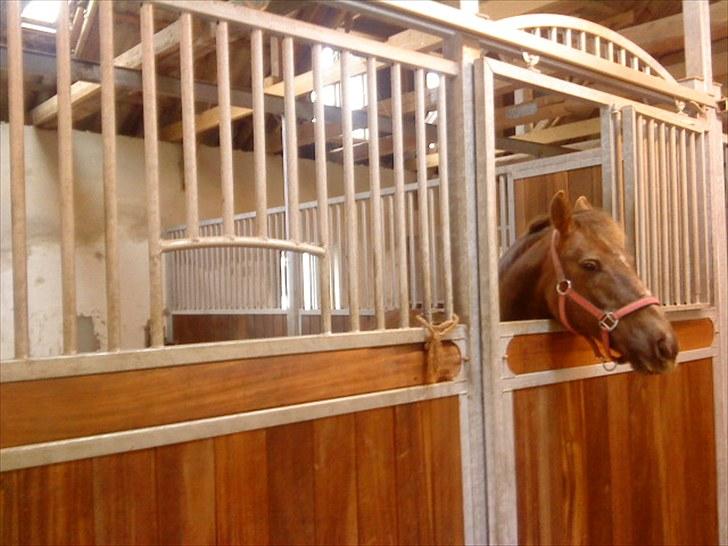 Anden særlig race Tribbe Birk - Trippe hos hendes nye ejere, Hun er en meega stor boks og har det rigtig rigtig godt!!<3 billede 14