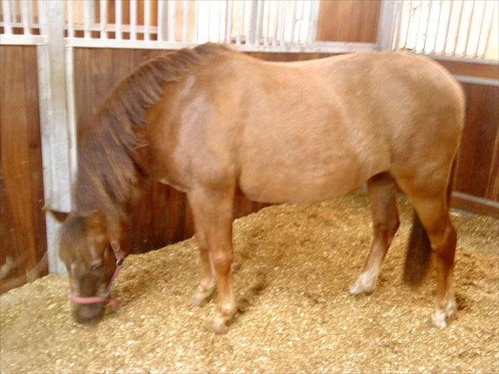 Anden særlig race Tribbe Birk - Og ja, hun er blevet utrolig tyk, hun ligner en ponyhingst :D<3 billede 15