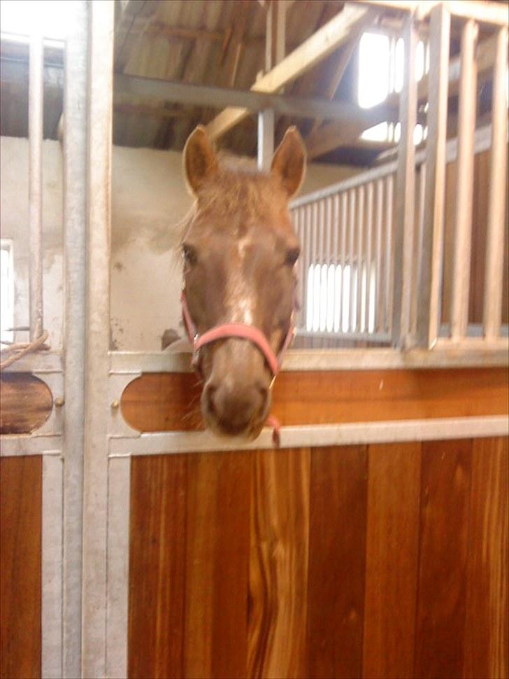 Anden særlig race Tribbe Birk - Lille pony!<3 savner hende så meget, men bare jeg ved hun har det godt!<3 billede 2