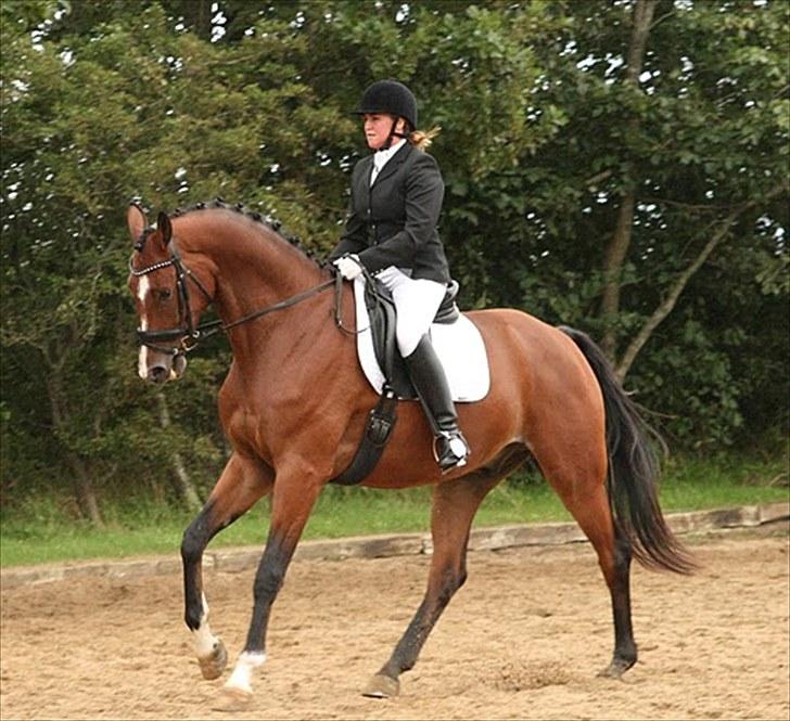 Trakehner Spanggaards Nephew SOLGT - Stævne i NHR billede 16