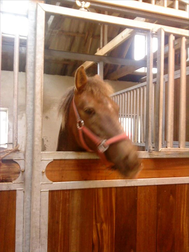 Anden særlig race Tribbe Birk - Elsked ponz<3 billede 16