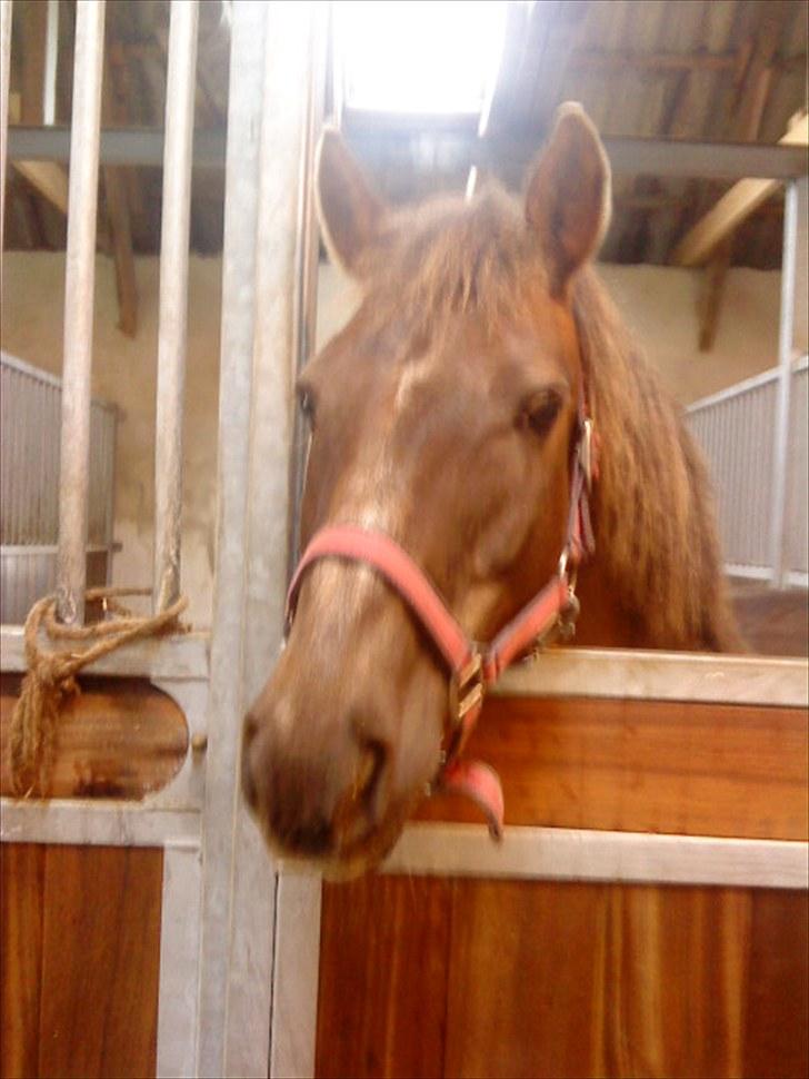 Anden særlig race Tribbe Birk - Du vil altid være i mit hjerte lilletibs!<3  billede 17