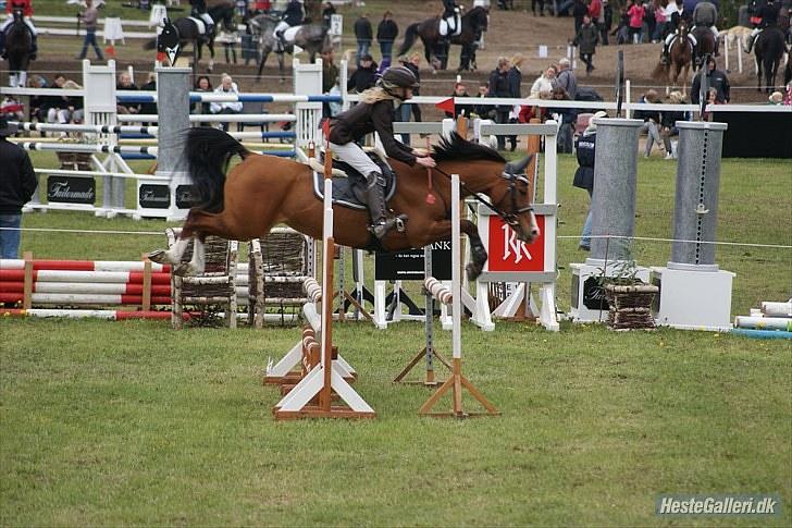 DSP Kronhedens Palova B-pony billede 1