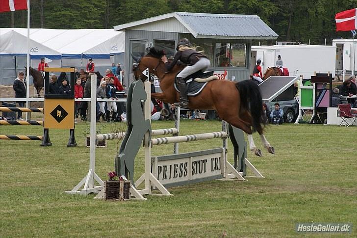 DSP Kronhedens Palova B-pony billede 3