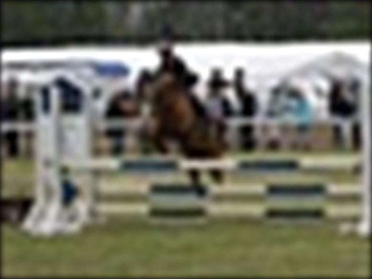 DSP Kronhedens Palova B-pony billede 4