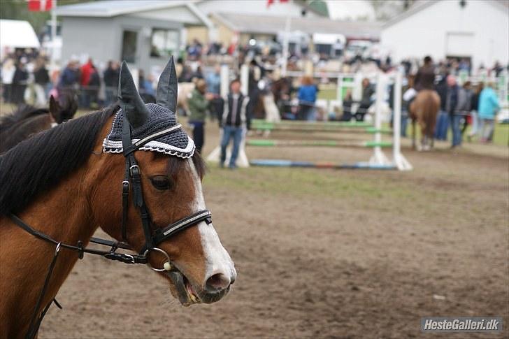 DSP Kronhedens Palova B-pony billede 6