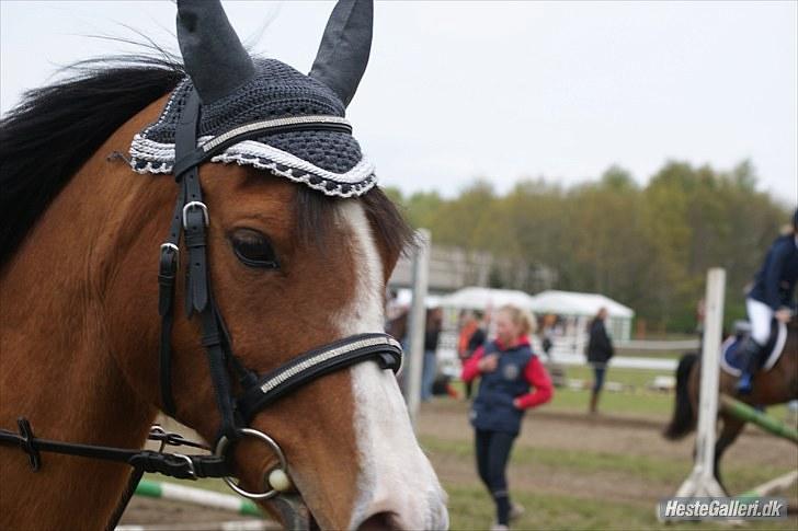 DSP Kronhedens Palova B-pony billede 7