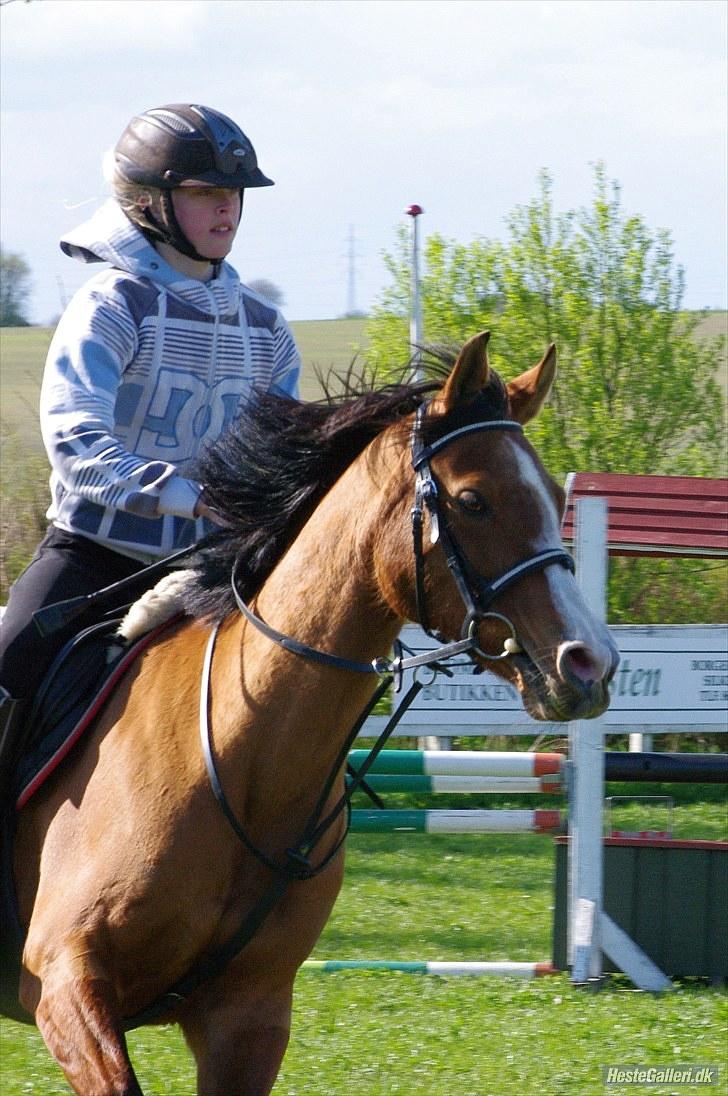 DSP Kronhedens Palova B-pony billede 8