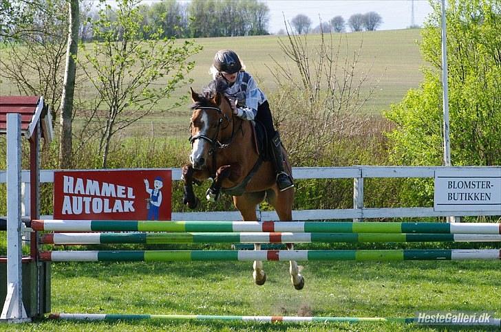 DSP Kronhedens Palova B-pony billede 9