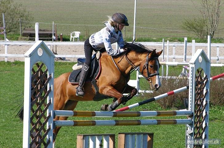 DSP Kronhedens Palova B-pony billede 10