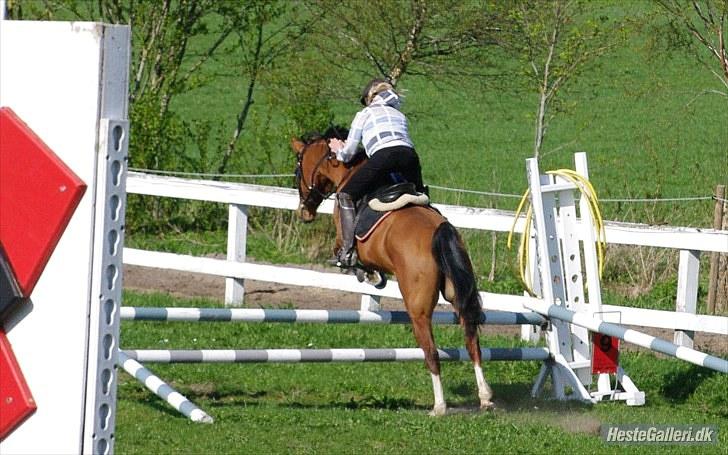 DSP Kronhedens Palova B-pony billede 11