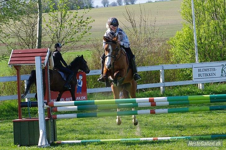 DSP Kronhedens Palova B-pony billede 13