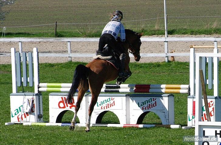 DSP Kronhedens Palova B-pony billede 14