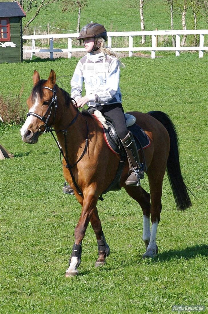 DSP Kronhedens Palova B-pony billede 15