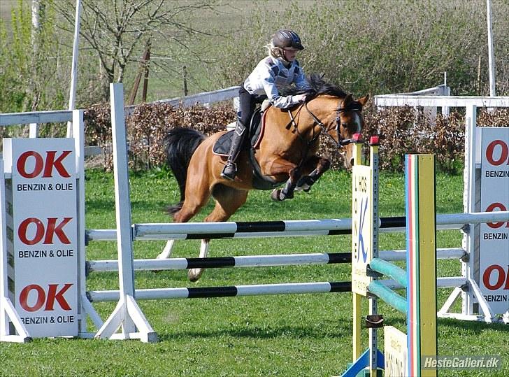 DSP Kronhedens Palova B-pony billede 16