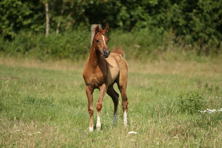 Arabisk fuldblod (OX) Theia billede 5