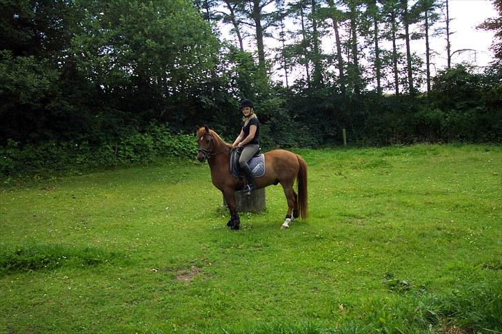 Anden særlig race Baron billede 2