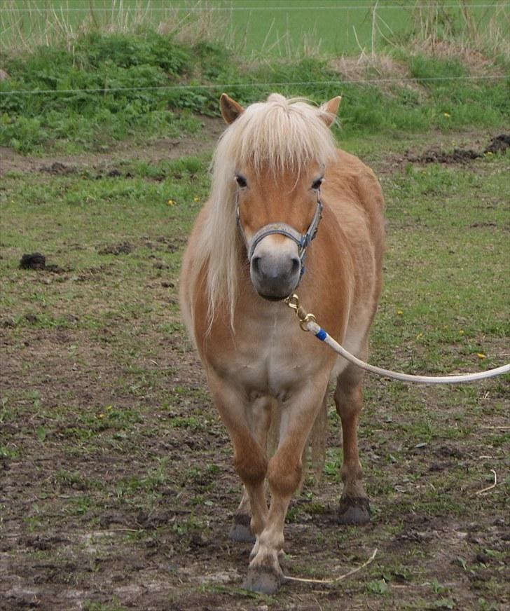 Shetlænder Felix  billede 1