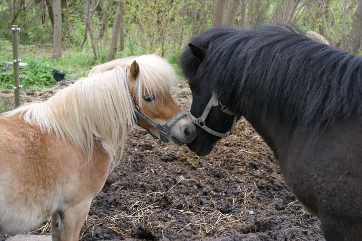 Shetlænder Felix  billede 2