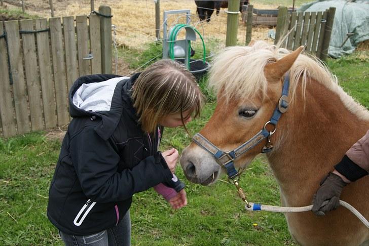 Shetlænder Felix  billede 3