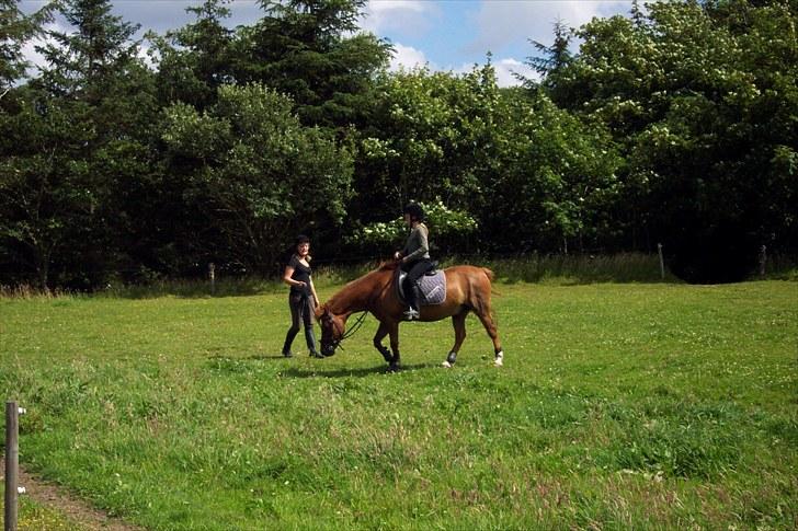 Anden særlig race Baron billede 3