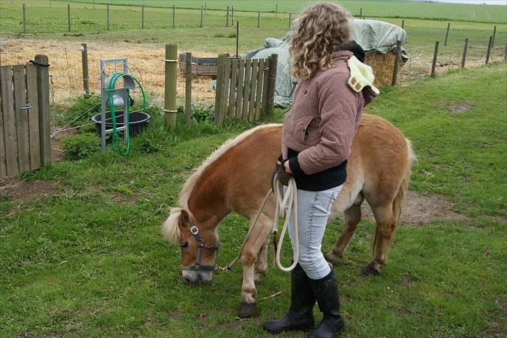 Shetlænder Felix  billede 4