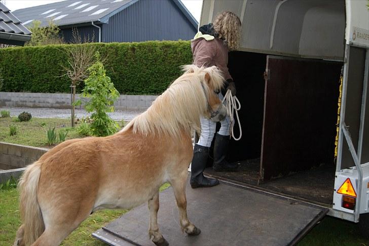 Shetlænder Felix  billede 5