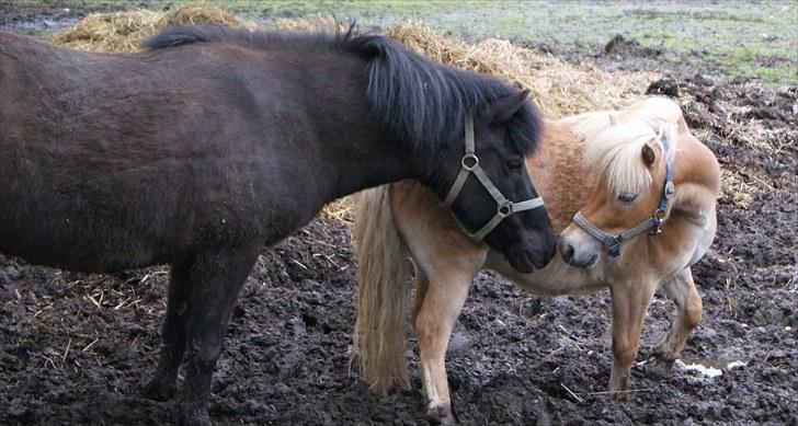 Shetlænder Felix  billede 6