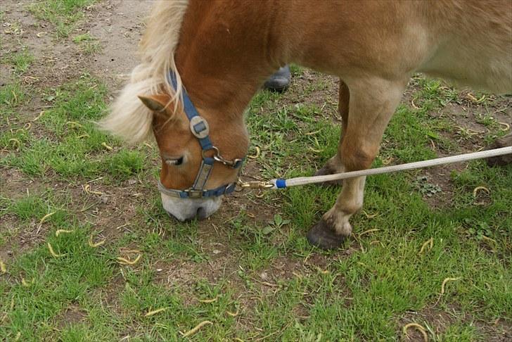 Shetlænder Felix  billede 7