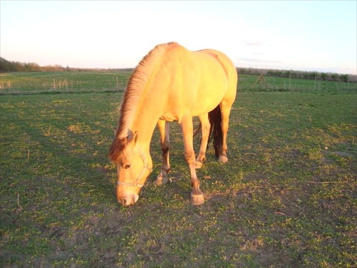 Anden særlig race Sonny - Sonny:-) Samme aften han var ankommet på gården:-) billede 19