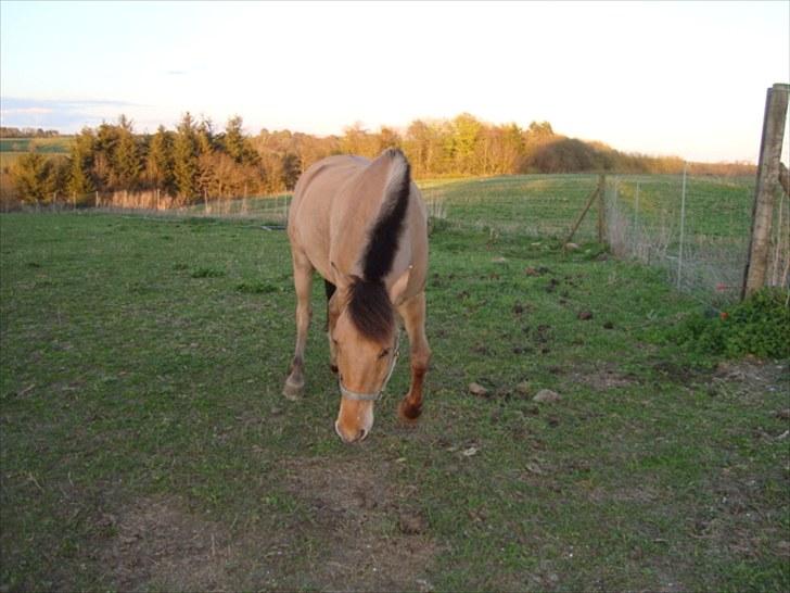 Anden særlig race Sonny - Sonny:-) billede 20