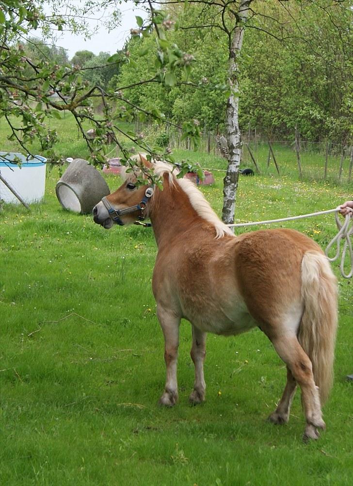 Shetlænder Felix  billede 8