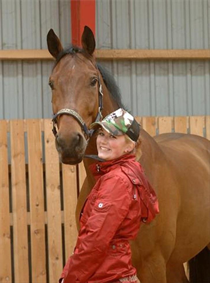 Dansk Varmblod Møllgaardens Mann Light billede 1