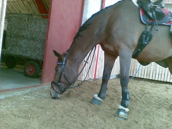 Dansk Varmblod Møllgaardens Mann Light - Evige gladmade manse (´:  billede 2