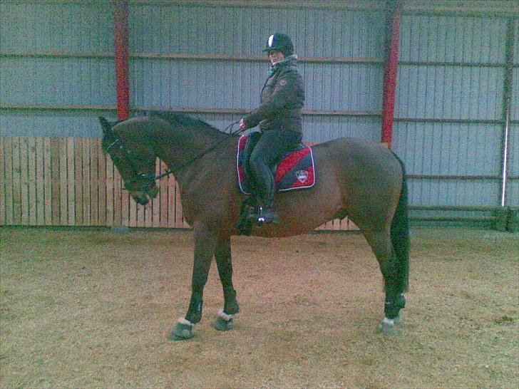 Dansk Varmblod Møllgaardens Mann Light - Mor og Manse :)  billede 3