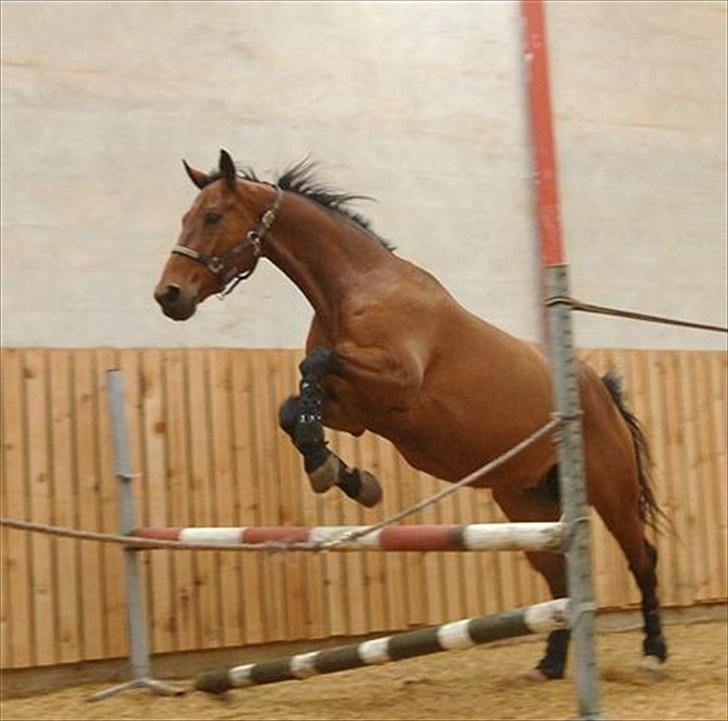 Dansk Varmblod Møllgaardens Mann Light - En vaske ægte dressurhest :D  billede 4
