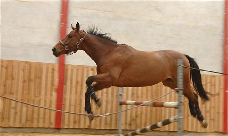 Dansk Varmblod Møllgaardens Mann Light - Jiiiihaa!  billede 5